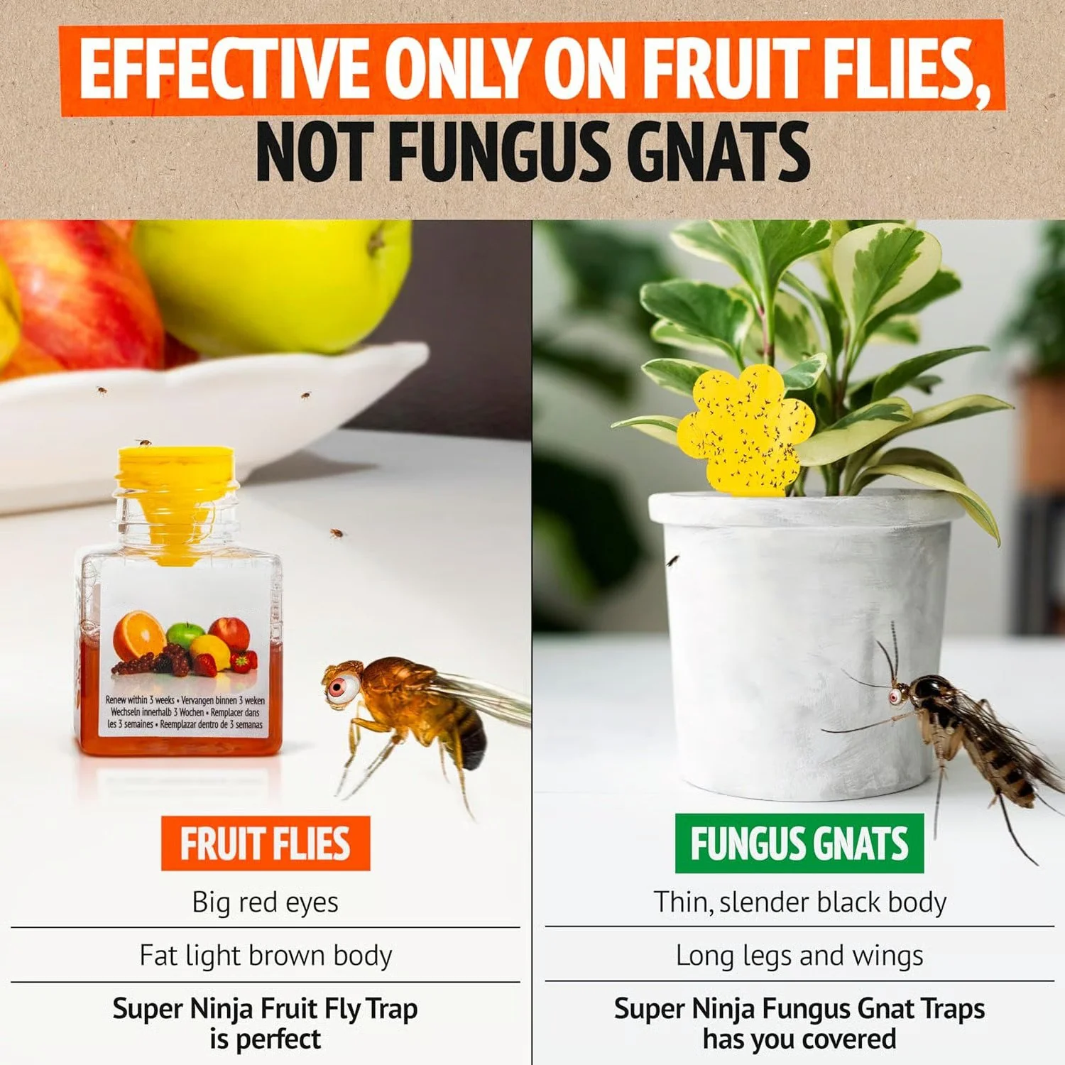 [BUY 2 GET 1 FREE]🔥Ultra-Strong Fruit Fly Trap - User Friendly  (Up to 3 Weeks per Bottle) - Image 5